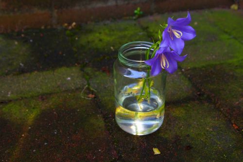 campanula vase water