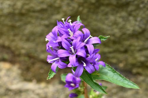 campanula glomerata often flower bat lanterns oh and