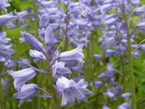 campanules flowers blue