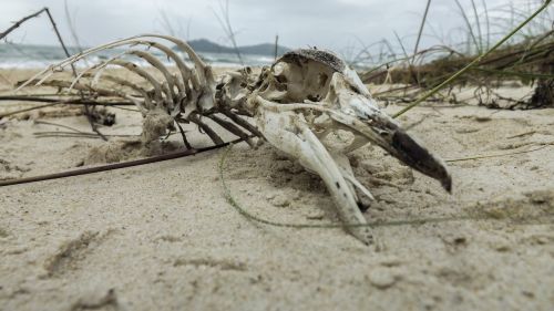 campeche penguin skeleton