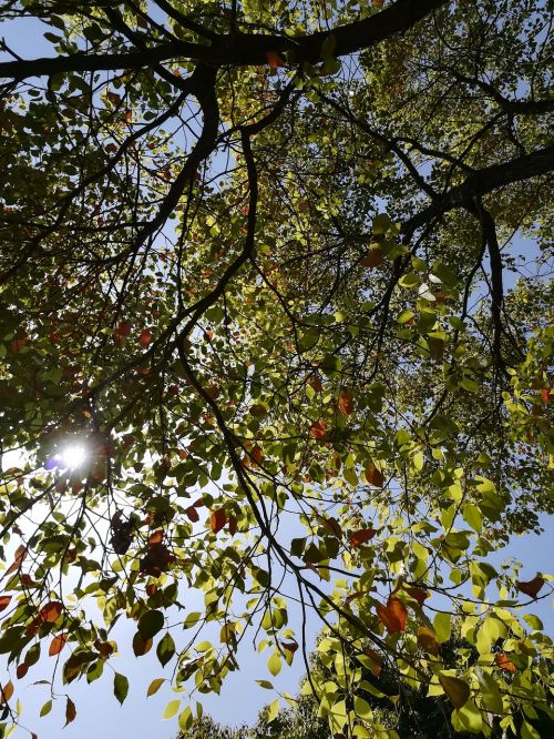 camphor leaves the leaves sunshine