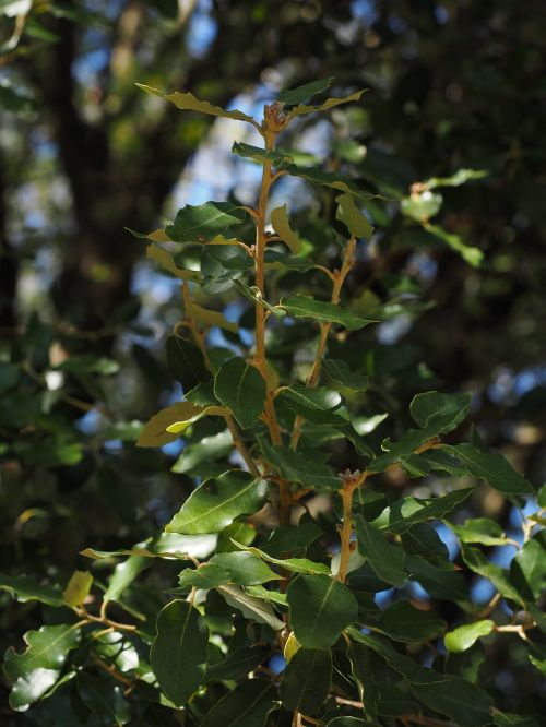 camphor tree leaves growth