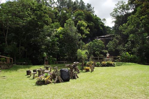 camping green trees