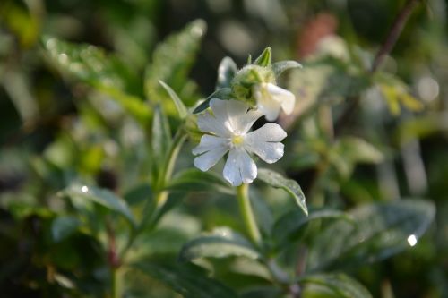 campion flower meadow flower