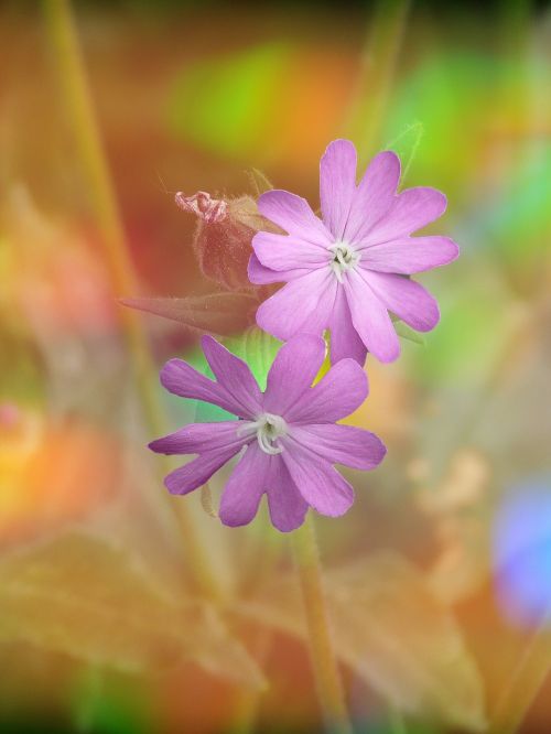 campion blossom bloom