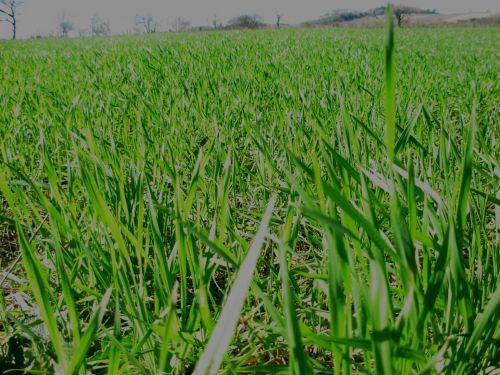 Wheat Field