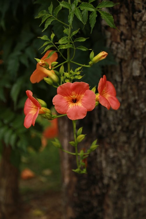 campsis  jacaranda trees  flowers