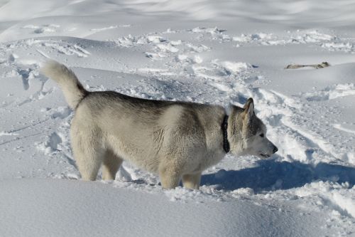 canada quebec dog in the snow