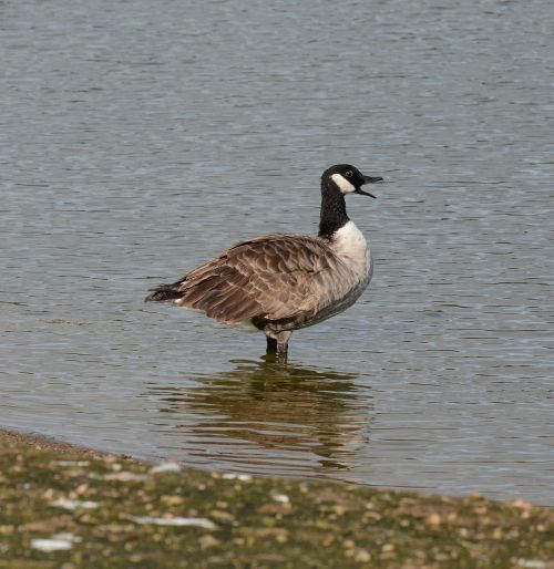 canada goose standing