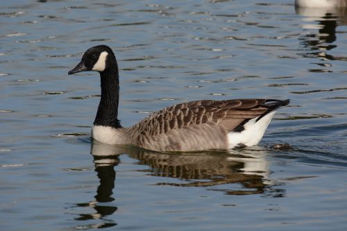 canada goose swimming