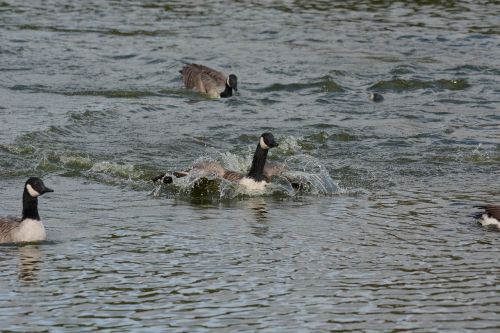 canada geese washing