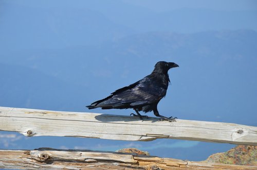 canada  bird  black