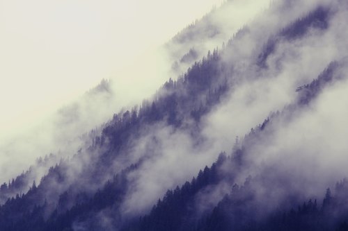 canada  forest  fog
