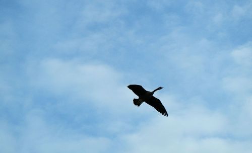 canada goose flight