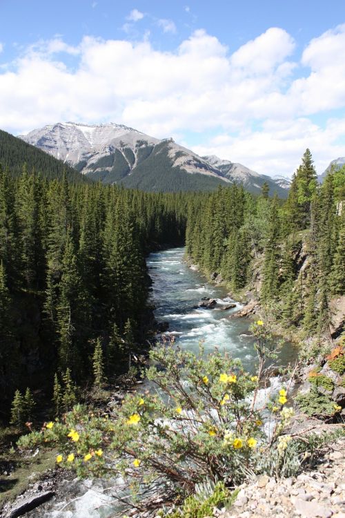 canada wood forest