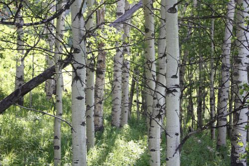 canada wood forest