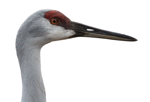 canada crane crane animal world