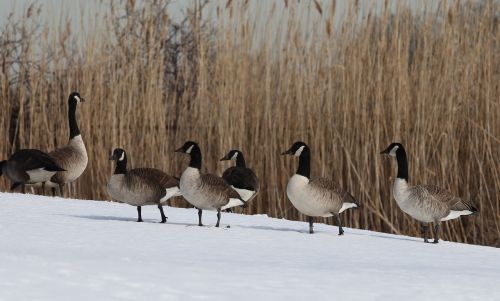 canada geese birds waterfowl