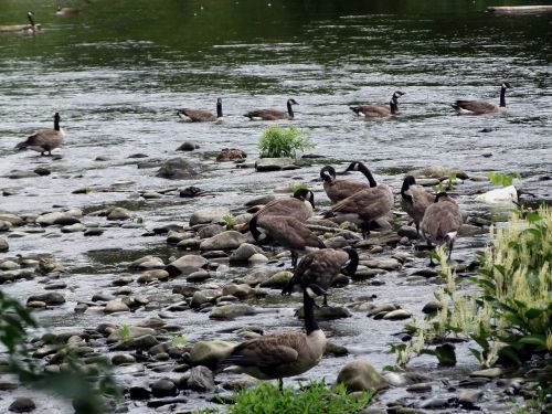 canada geese geese goose