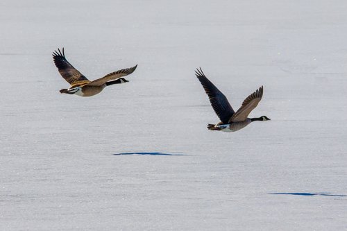 canada geese  flying  lake