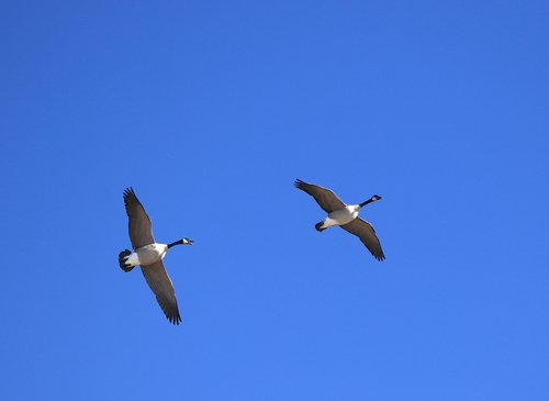 canada geese  flying  sky