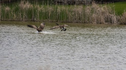 canada geese  in flight  landing