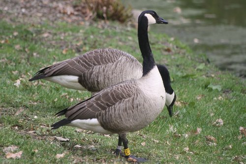canada geese  animals  waterfowl