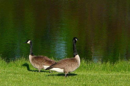 canada geese goose canadian