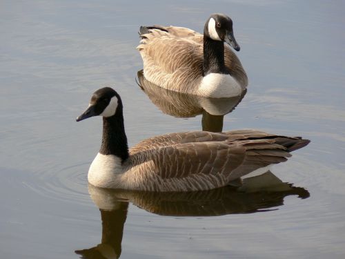canada geese pair wildlife