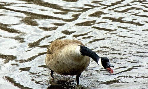 canada geese angry wild bird