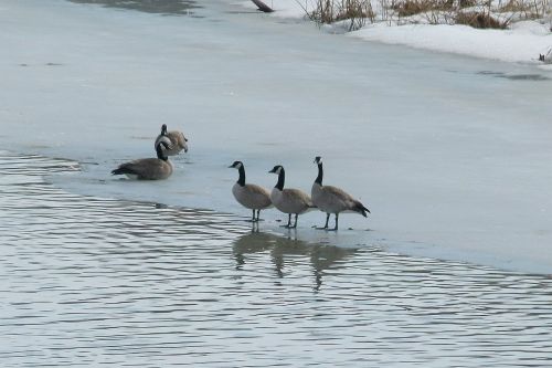 canada geese birds water birds