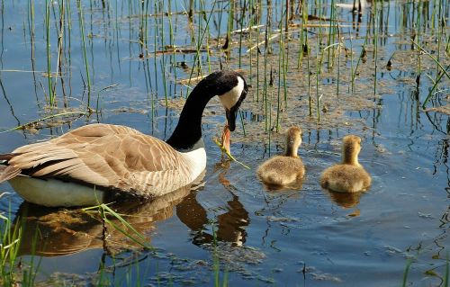 canada goose branta canadensis swan