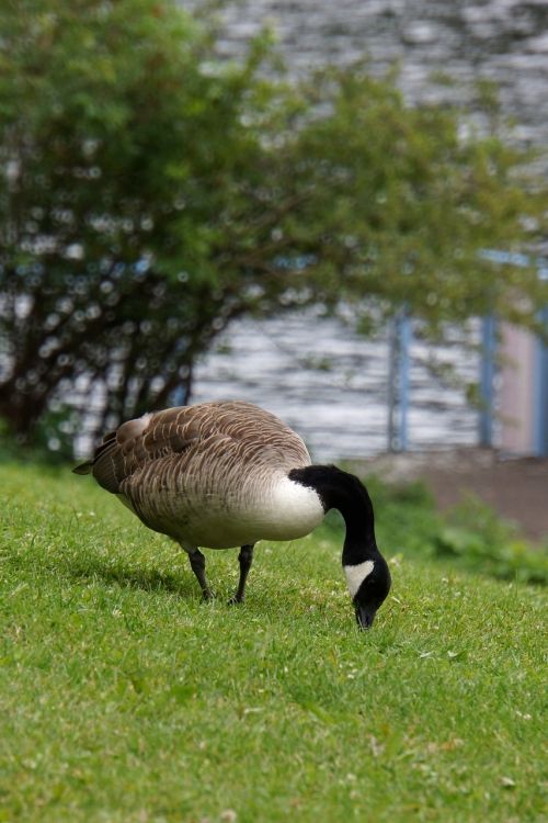 canada goose branta canadensis goose