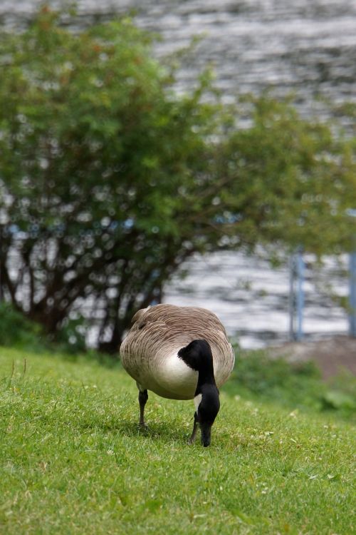 canada goose branta canadensis goose