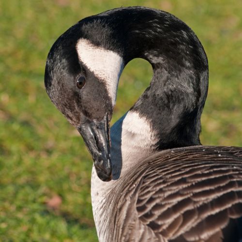 canada goose goose bird