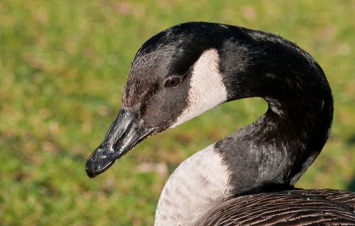 canada goose goose bird