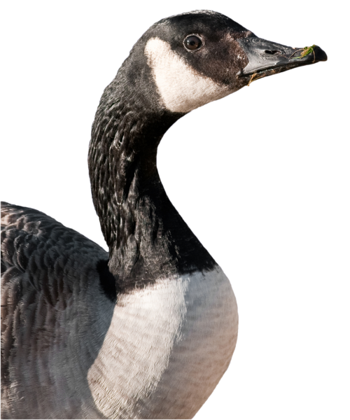canada goose goose bird