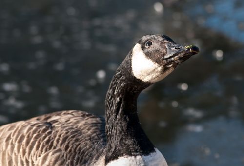 canada goose goose bird