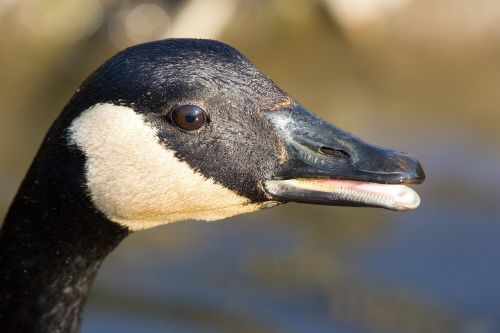 canada goose portrait close up