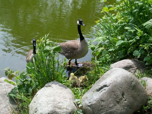 canada goose goose waterfowl