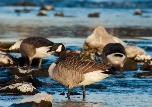 canada goose birds nature