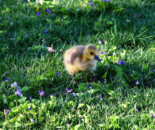 canada goose chick baby