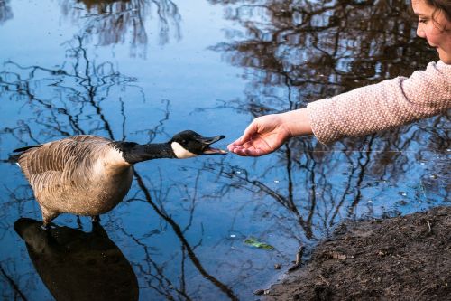 canada goose girl encounter
