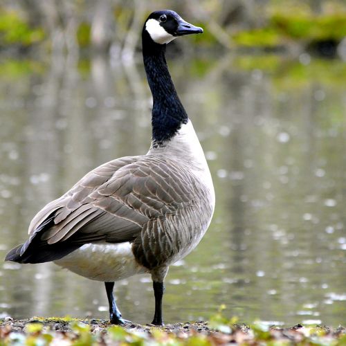 canada goose water bird wild goose