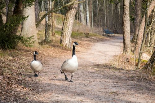 canada goose goose bird