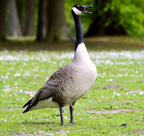 canada goose chatter poultry