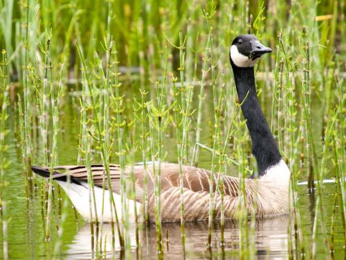 canada goose goose water bird