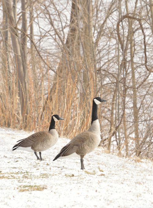 canada goose niagara river birds