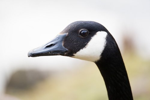 canada goose  goose  bird