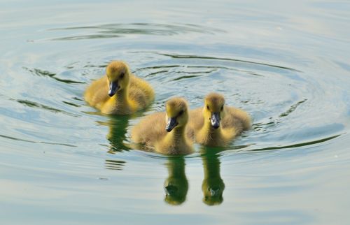 canada goose goslings animal
